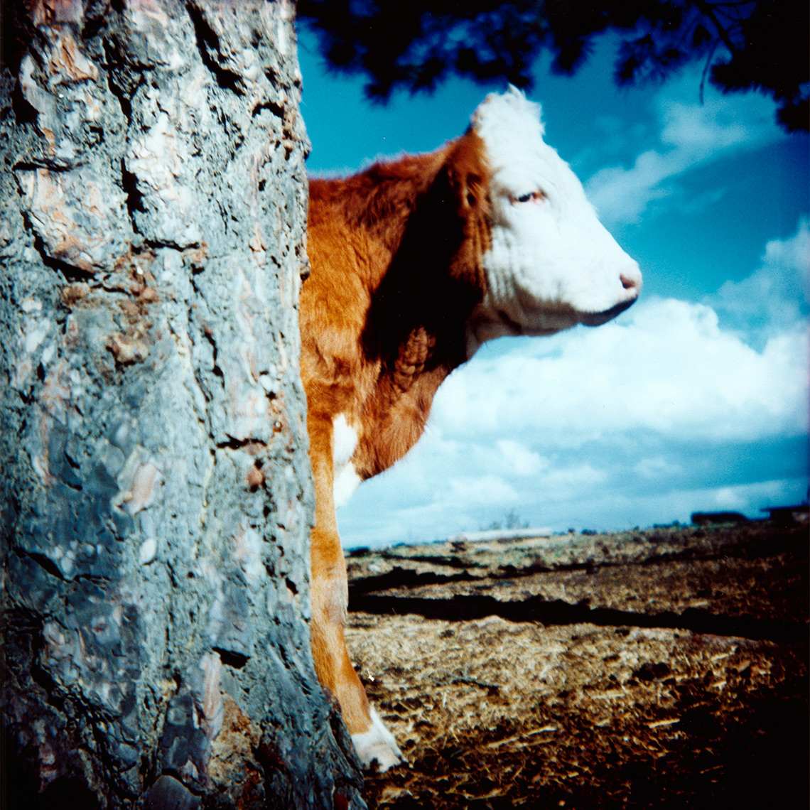 CB_COW_TREE_COL
