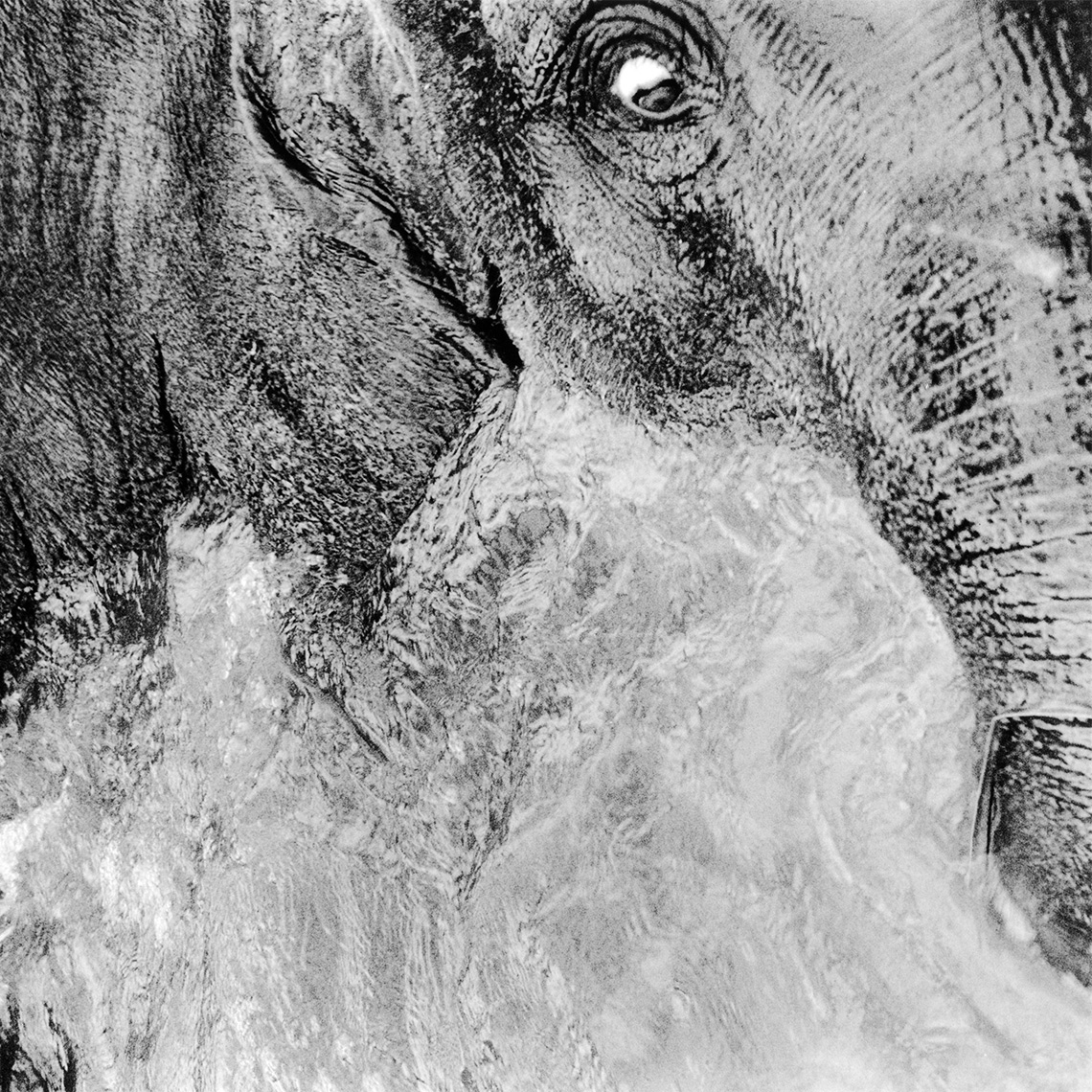 CB_TIDET_ELEPHANT-1