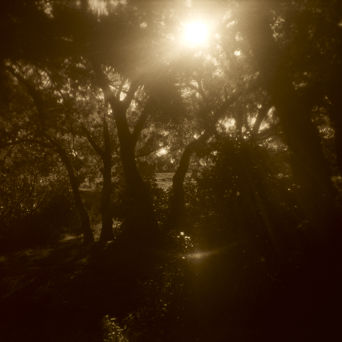 ELSTERNWICKPARK_C_48895_W
